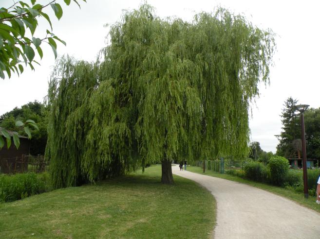  Saule pleureur